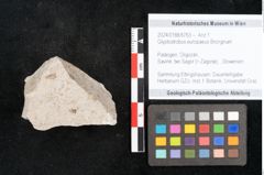 Foto (Objekt + Etikett) von Glyptostrobus europaeus Brongniart (NHMW-GEO-2024-0188-6763)